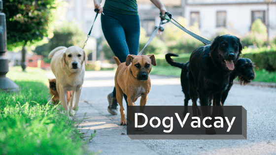 side business ideas | dogvacay